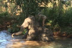 6a-Mondulkiri-Elefanti